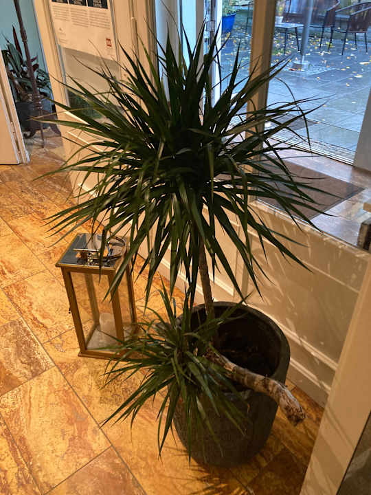 Lobby Seehotel Frankenhorst - BW Signature Collection