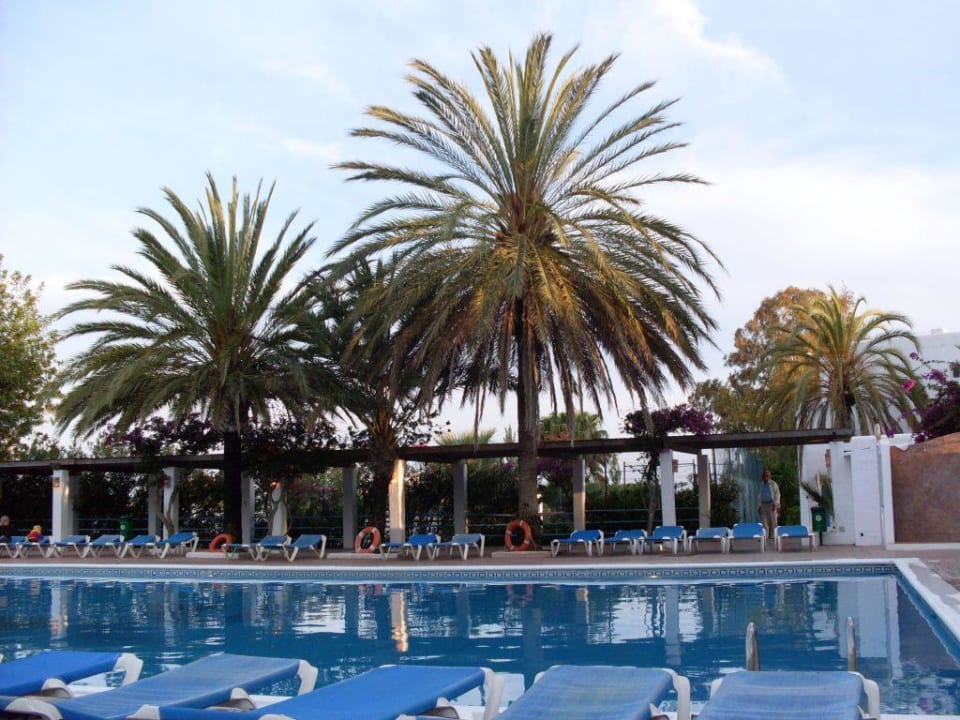 der Pool mit der großen Palme im Hintergrund Cala Llenya Resort Ibiza