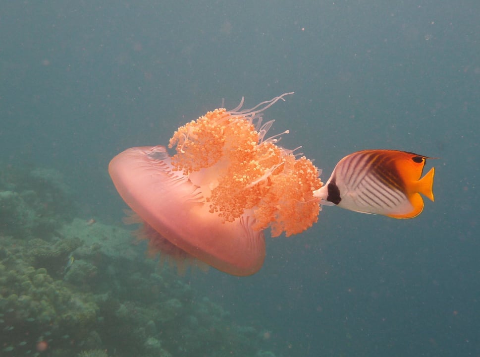 Symbiose Diamonds Thudufushi