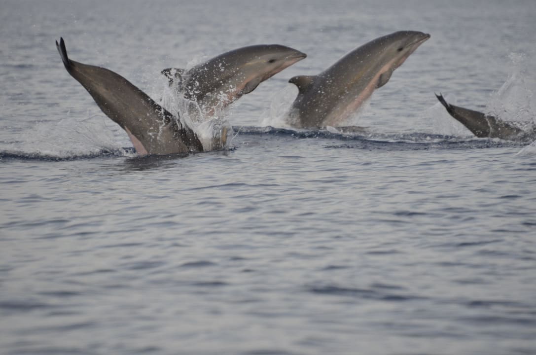 Delfine Saraswati Holiday House