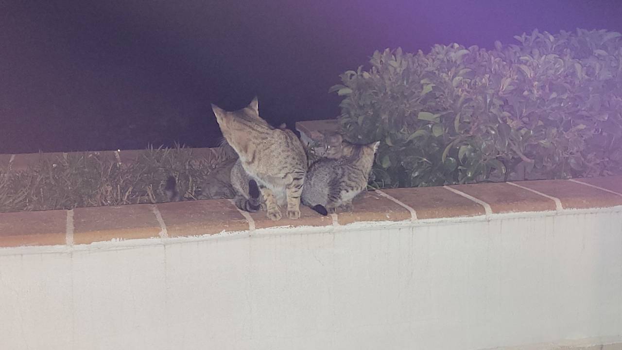 Zimmer Limak Limra Hotel & Resort