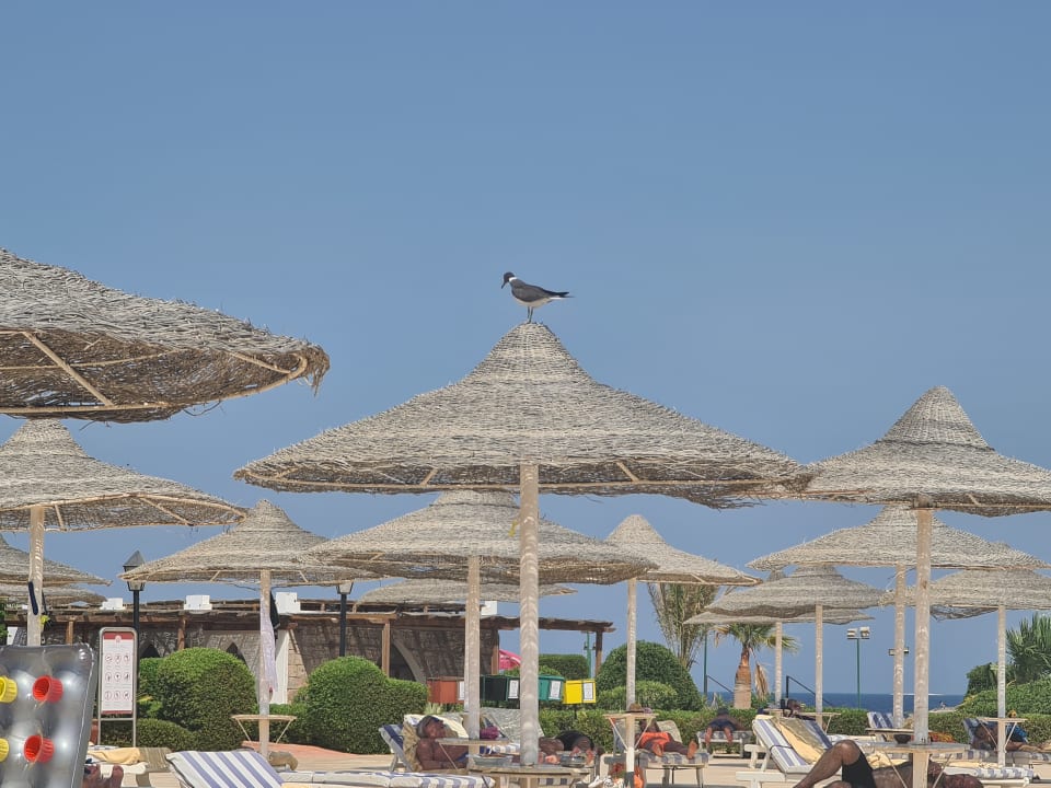 Pool Hotel Gorgonia Beach Resort