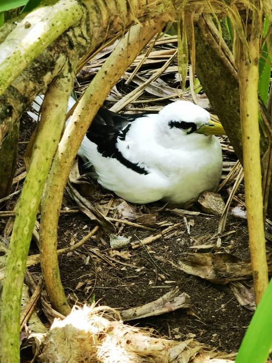 Sonstiges Kuredu Island Resort & Spa