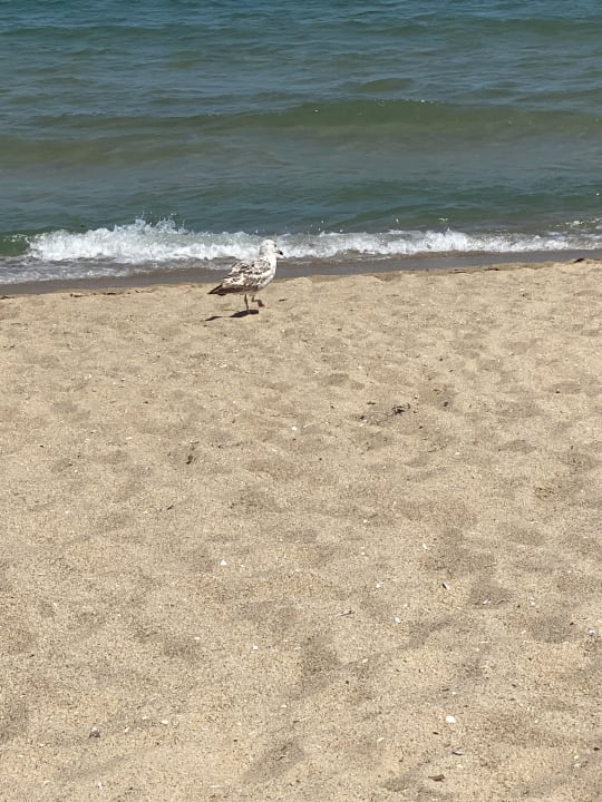 Strand HVD Clubhotel Miramar