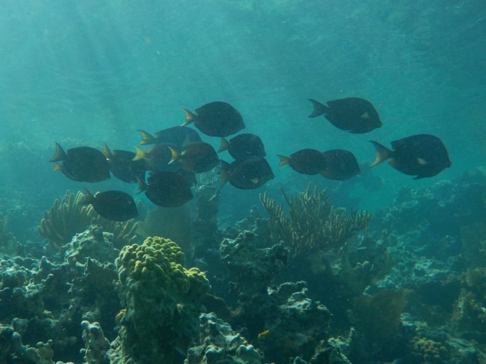 Hausriff rechte Strandseite Sol Rio De Luna y Mares