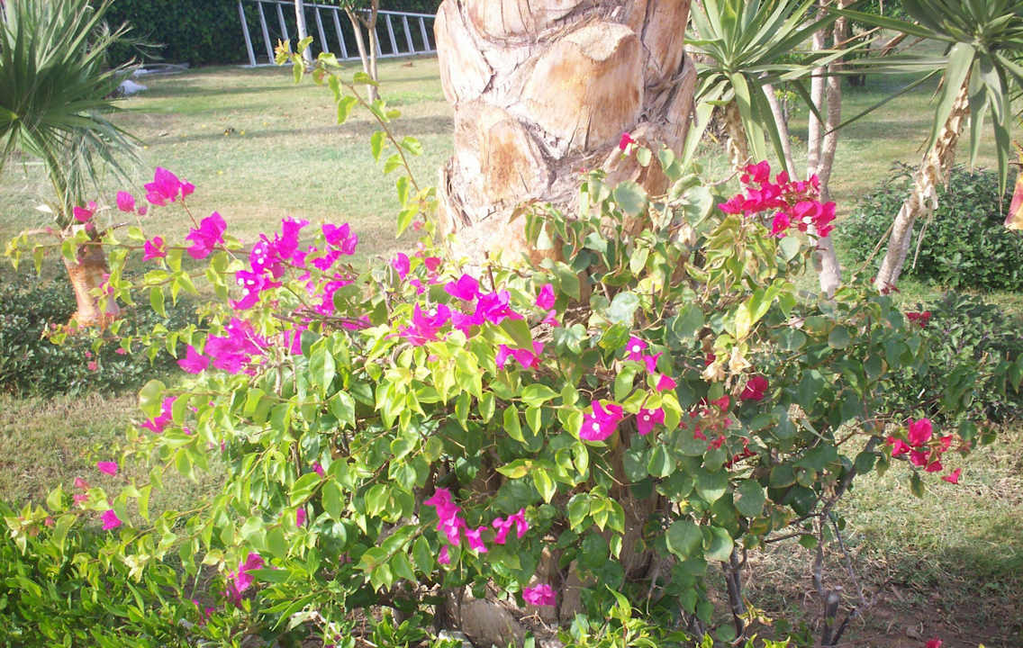 Цветы Riviera Aqua Park Resort