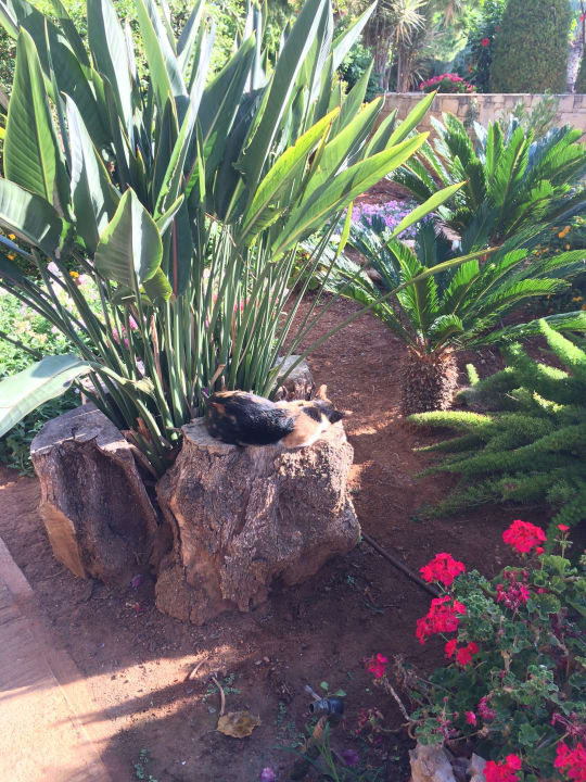 Angelegter Garten Phãea Cretan Malia