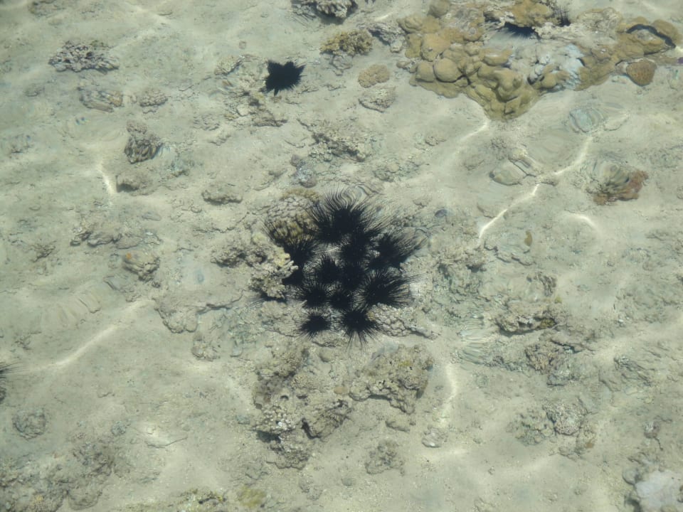 Seeigel Stella Beach Resort & Spa Makadi Bay