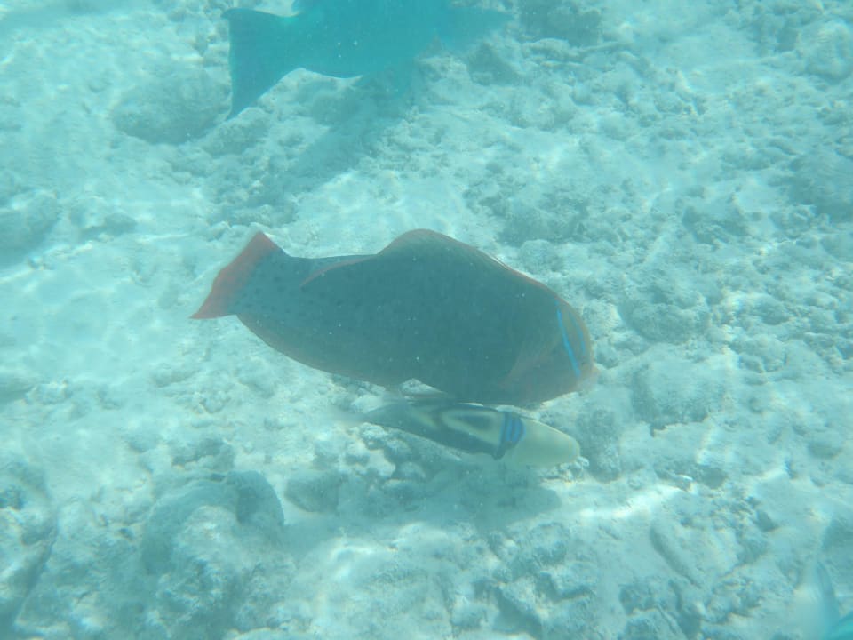 Unterwasserwelt Cinnamon Dhonveli Maldives