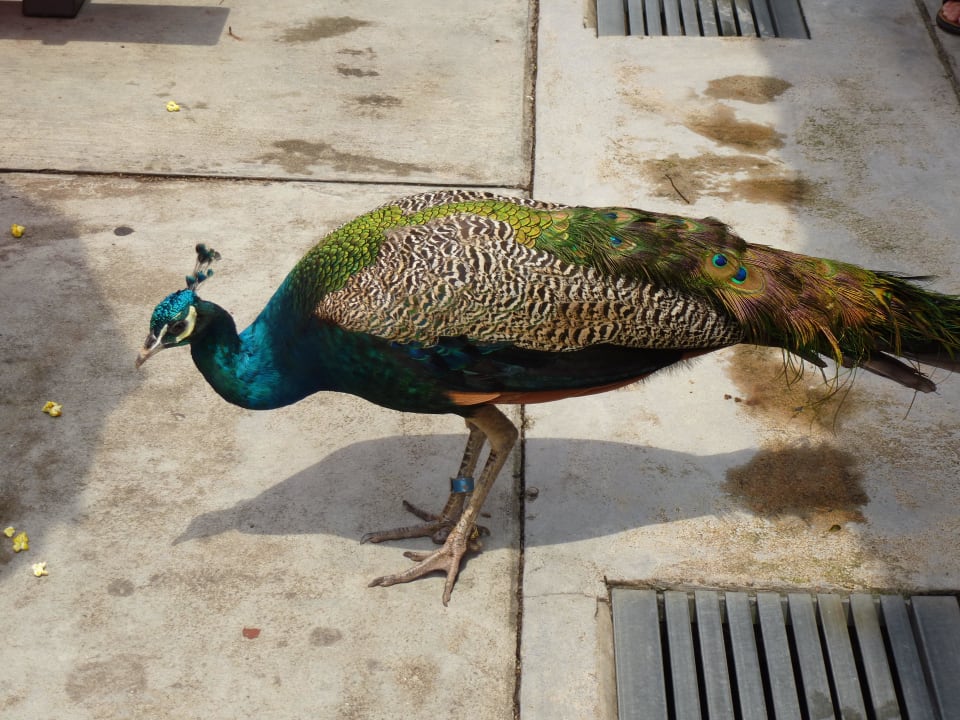 Pfau, es gibt sehr viele davon  Hotel Shangri-La's Rasa Sentosa Resort