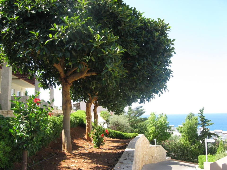 Drzewa w ośrodku Grand Hotel Holiday Resort