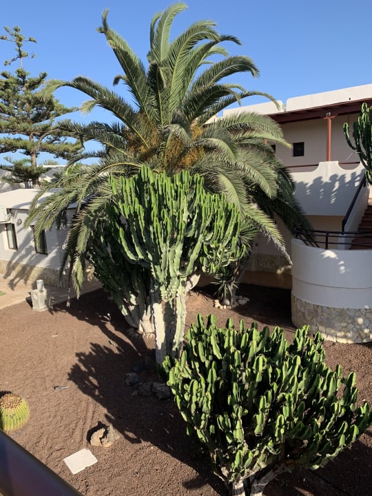 Garten Alua Suites Fuerteventura