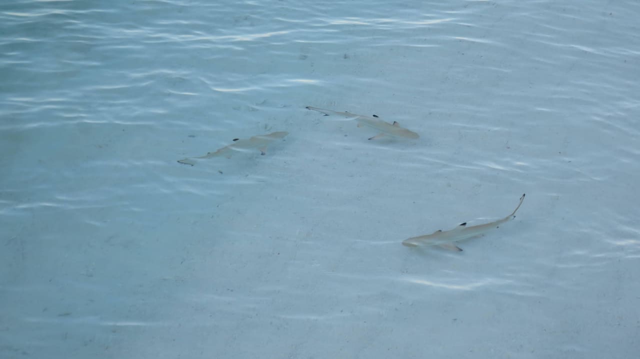 Riffhaie  Fihalhohi Maldives