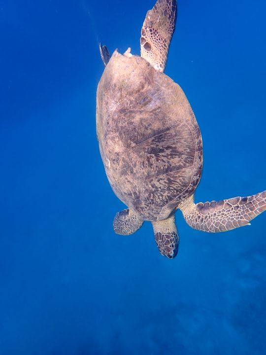 Strand Three Corners Equinox Beach Resort