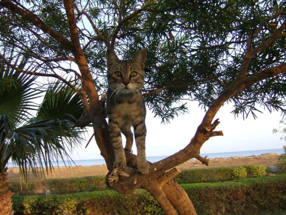 Gartentiger? Lahami Bay Beach Resort