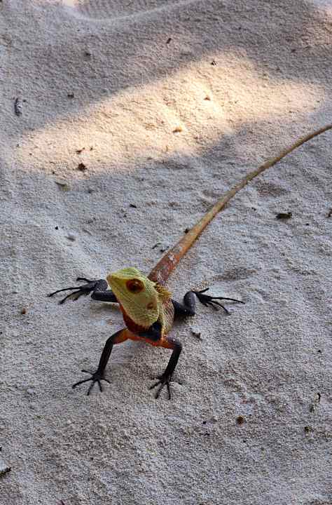 Sonstiges Ifuru Island Resort Maldives