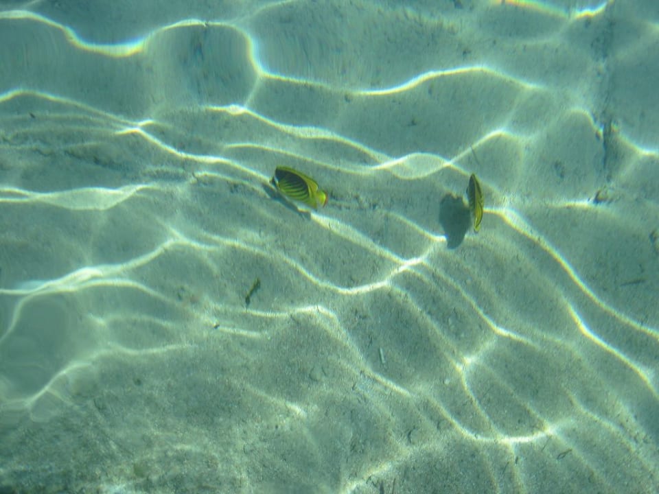 Strand Pickalbatros Citadel Resort