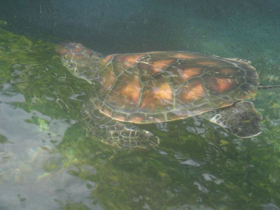 Baby-Turtle Sun Siyam Olhuveli