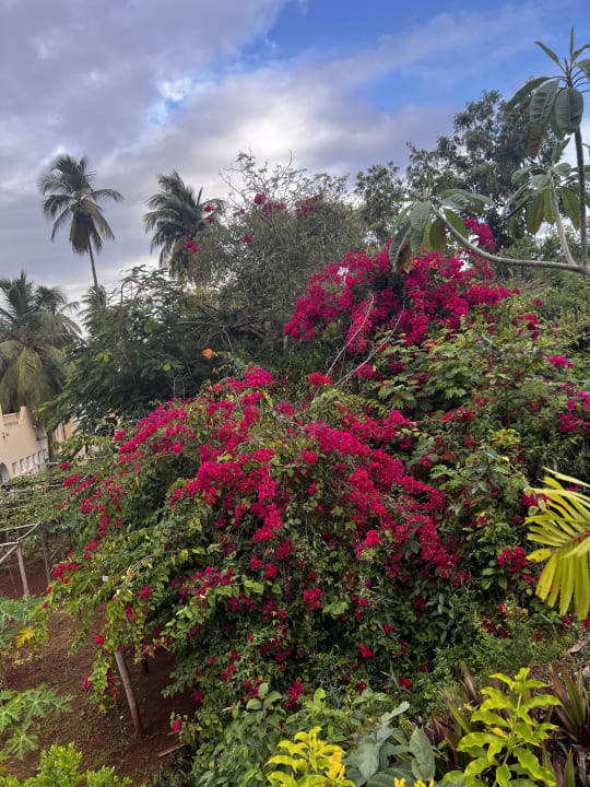 Gartenanlage TUI Blue Bahari Zanzibar