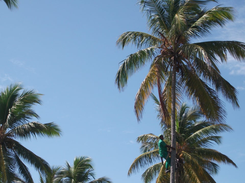  Palmenkletterer  Grand Palladium Select Bávaro Resort & Spa