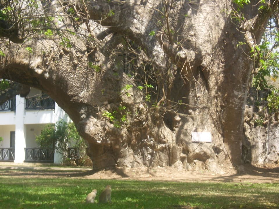 Baobab baum Hotel Papillon Lagoon Reef