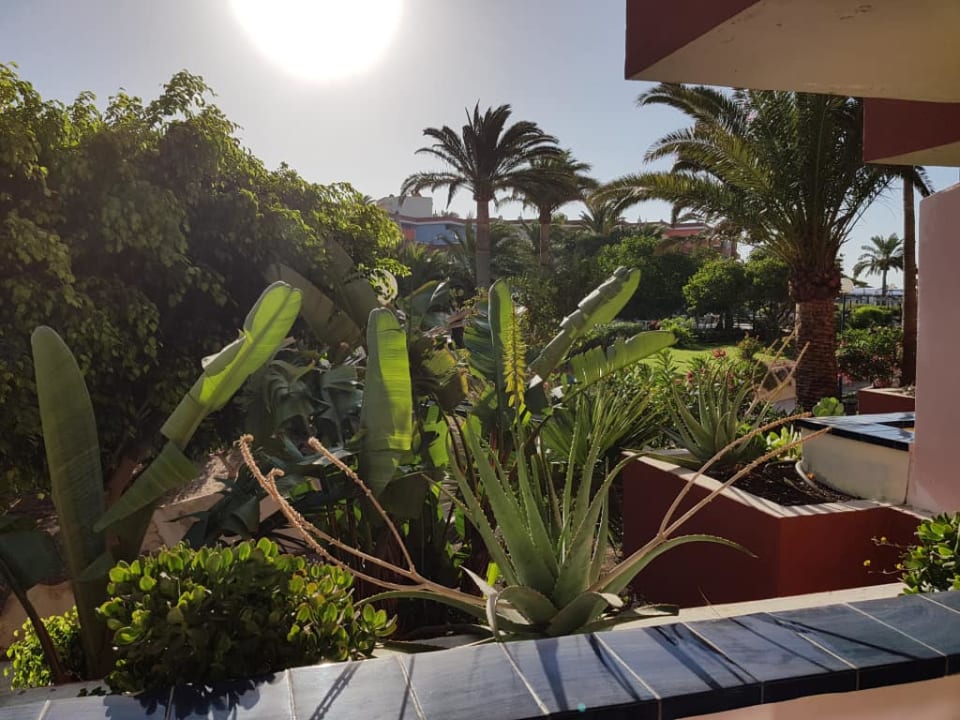 Widok z pokoju SBH Fuerteventura Playa