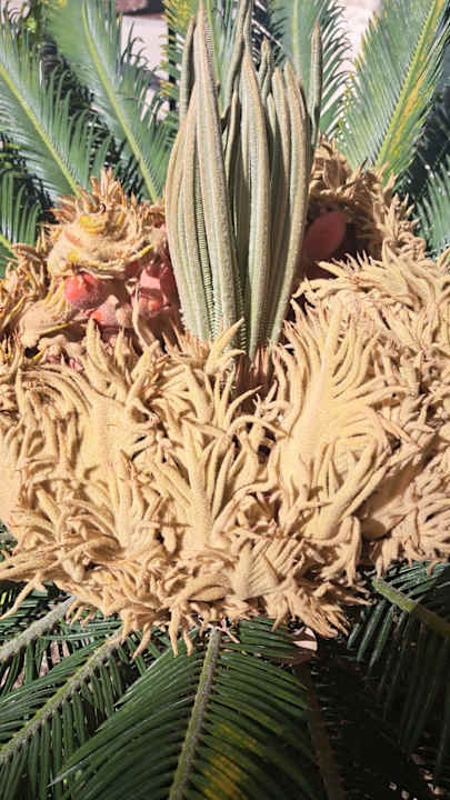 Gartenanlage Saphir Resort & Spa