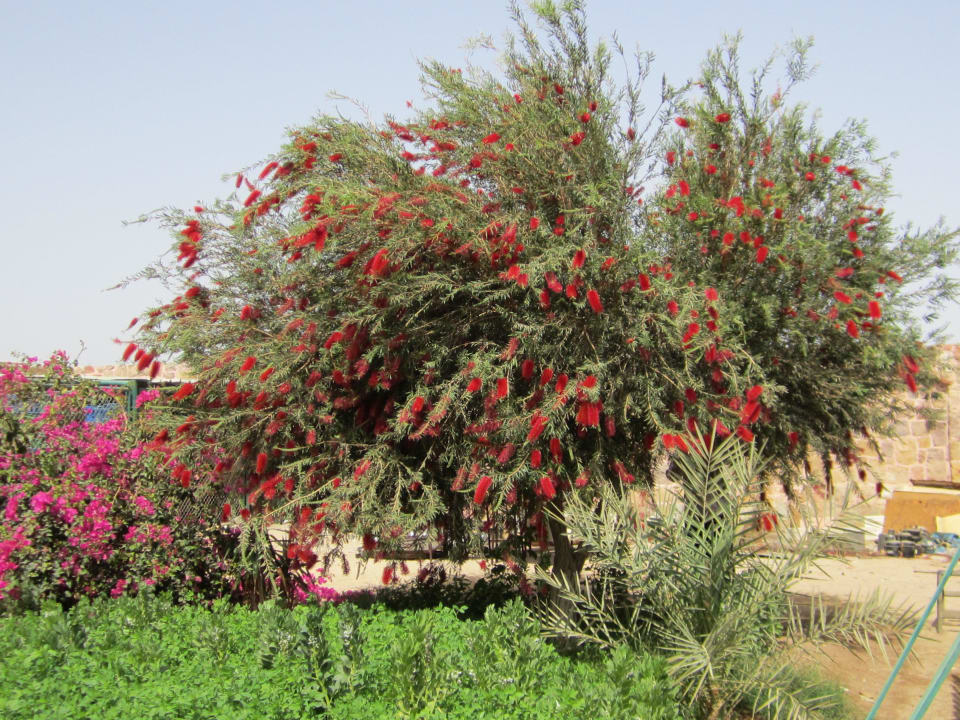 Gärtnerei des Hotels Steigenberger Coraya Beach - Adults only