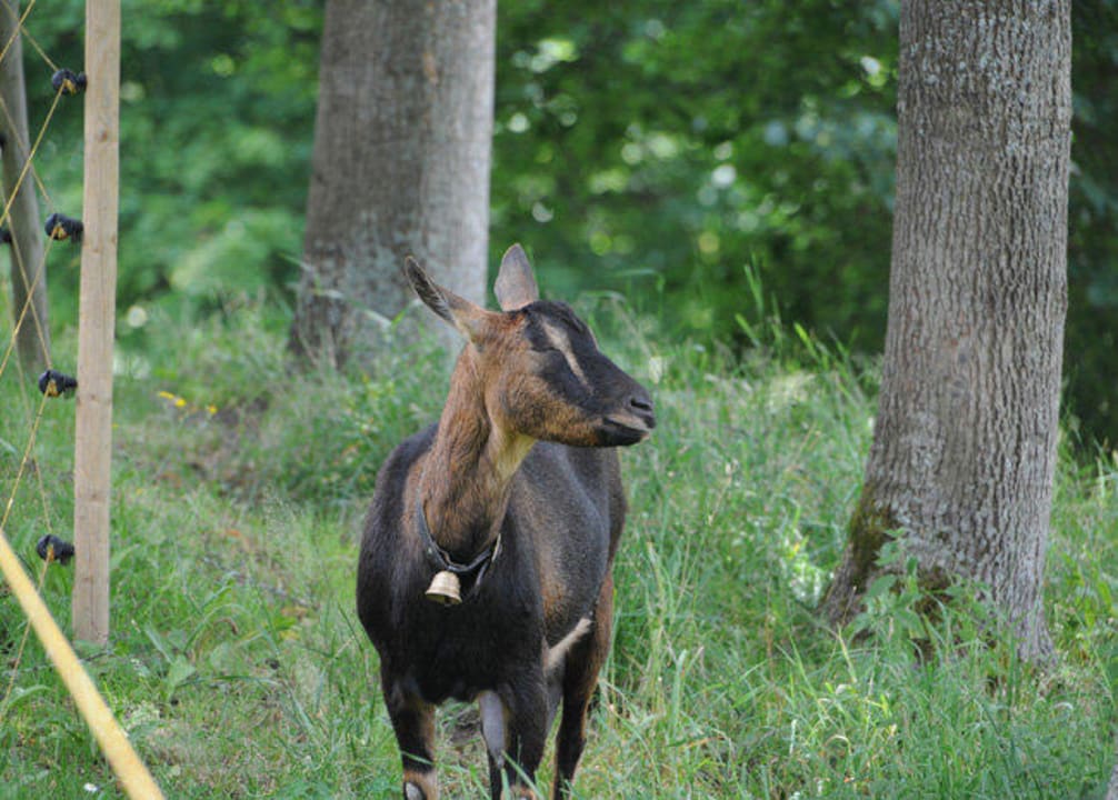 Ziegen auf dem Hof Heizmannshof Hotel & Restaurant