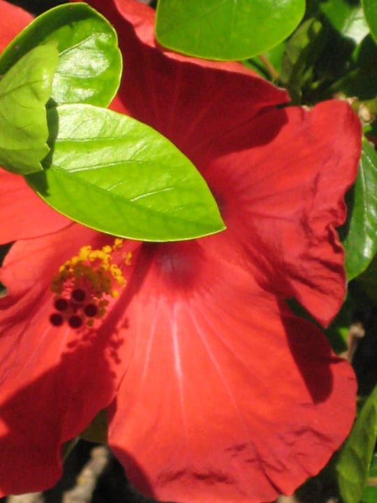 Gartenbereich (kleiner) Bungalows Cordial Sandy Golf