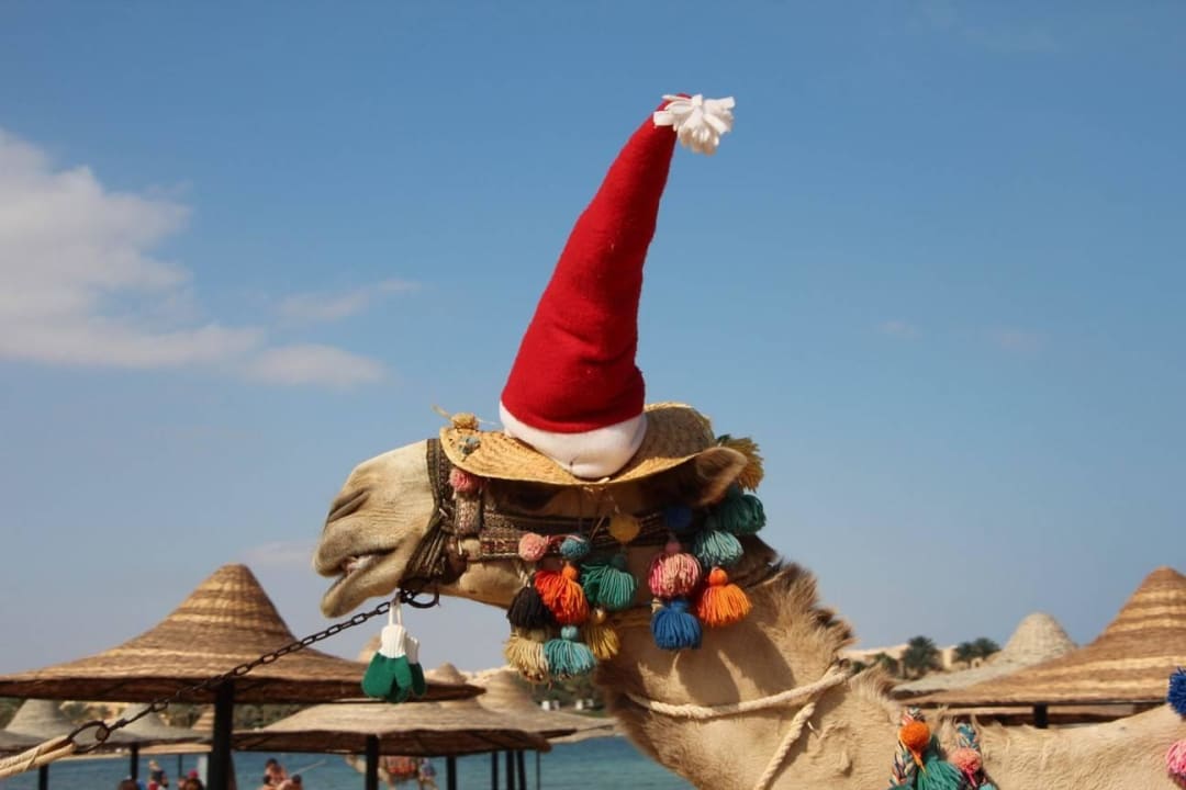 Rico das Weihnachtskamel Steigenberger Coraya Beach - Adults only