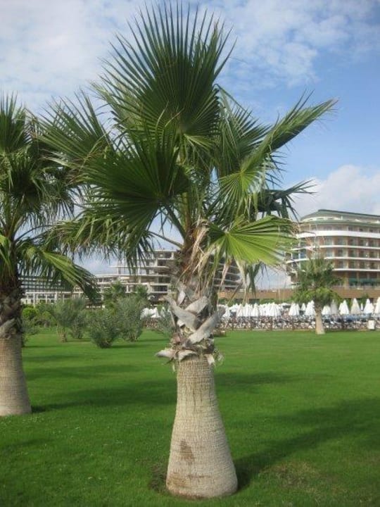 Hotel Voyage Belek Voyage Belek Golf & Spa