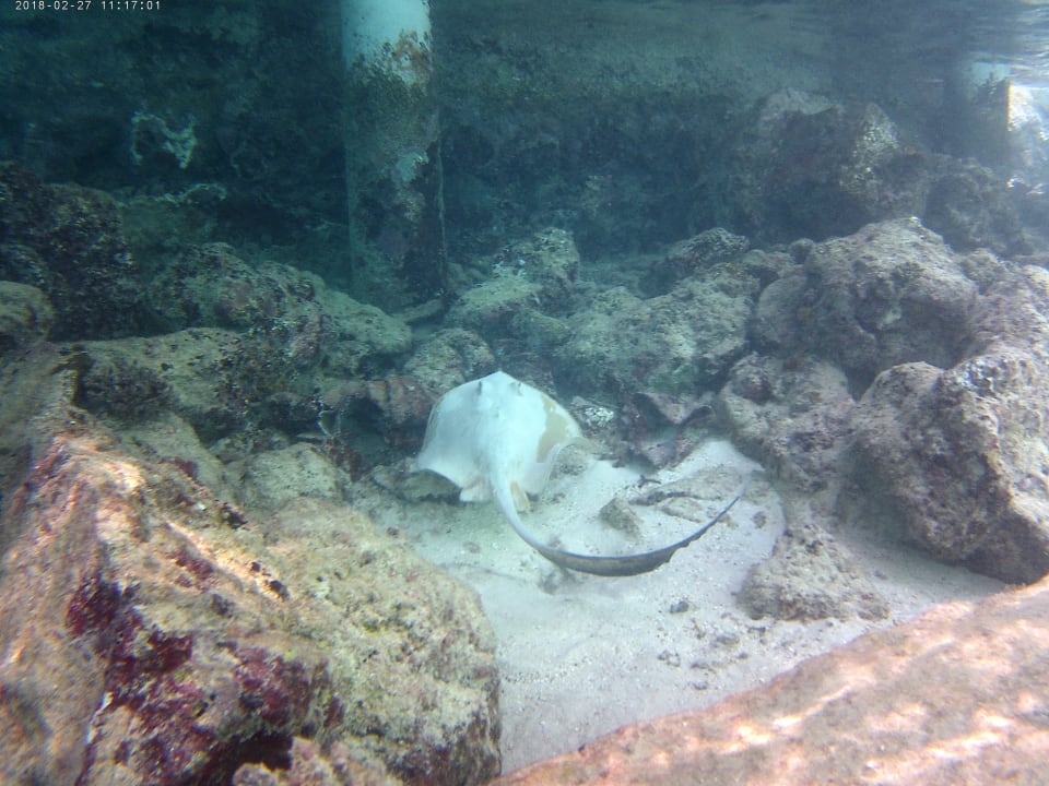 Sport & Freizeit Centara Ras Fushi Resort & Spa Maldives