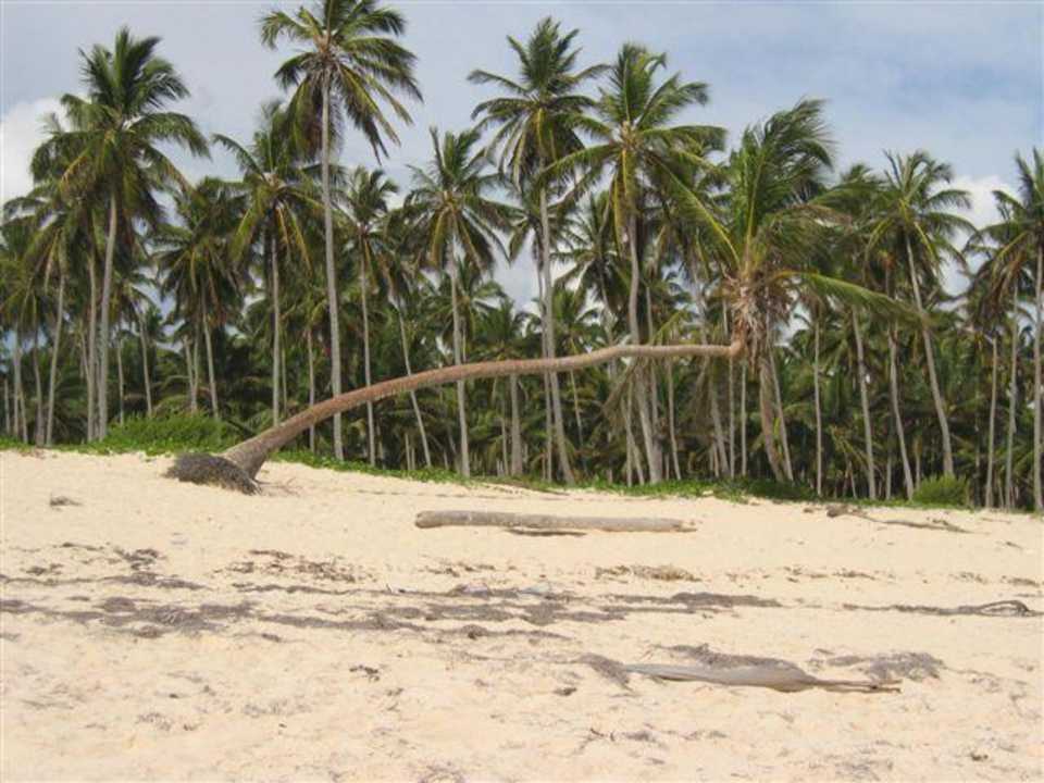 Palmen Hotel Riu Bambu