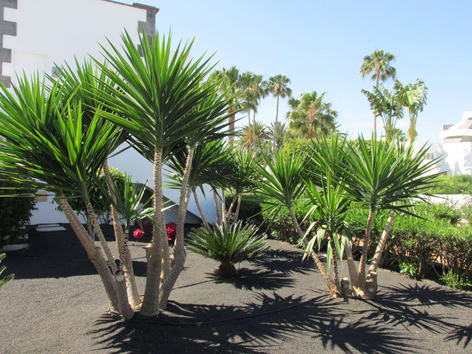 Tolle Pflanzen Hotel Riu Paraiso Lanzarote