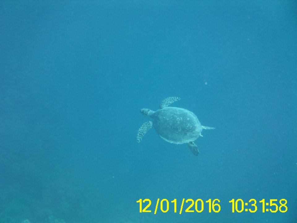 Turtle Steigenberger Coraya Beach - Adults only