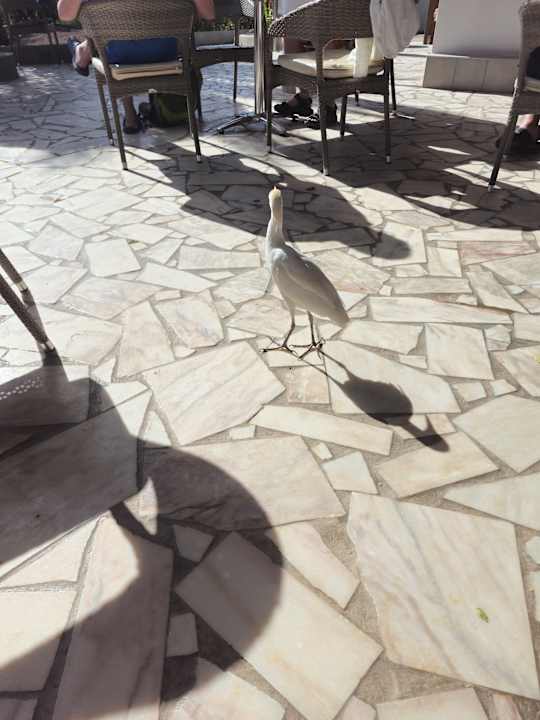Gartenanlage allsun App.-Hotel Esquinzo Beach