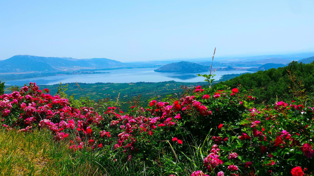 Near of the swimming pool flowers! Hotel Loggas