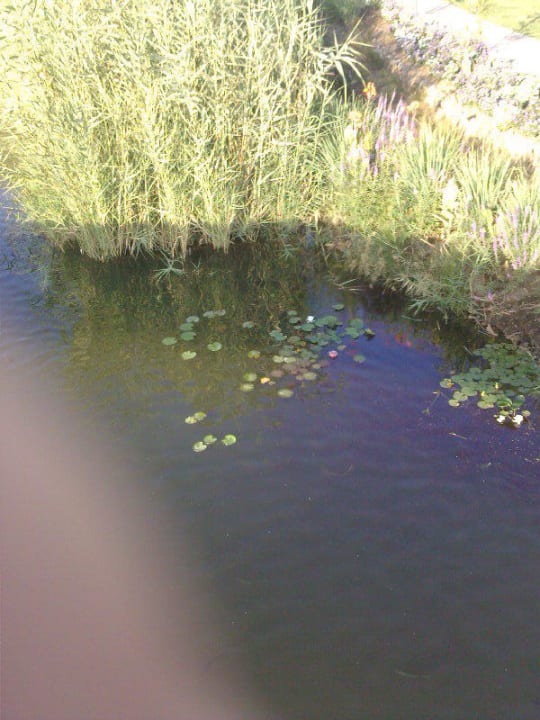 Пруд на территории отеля Jiva Beach Resort