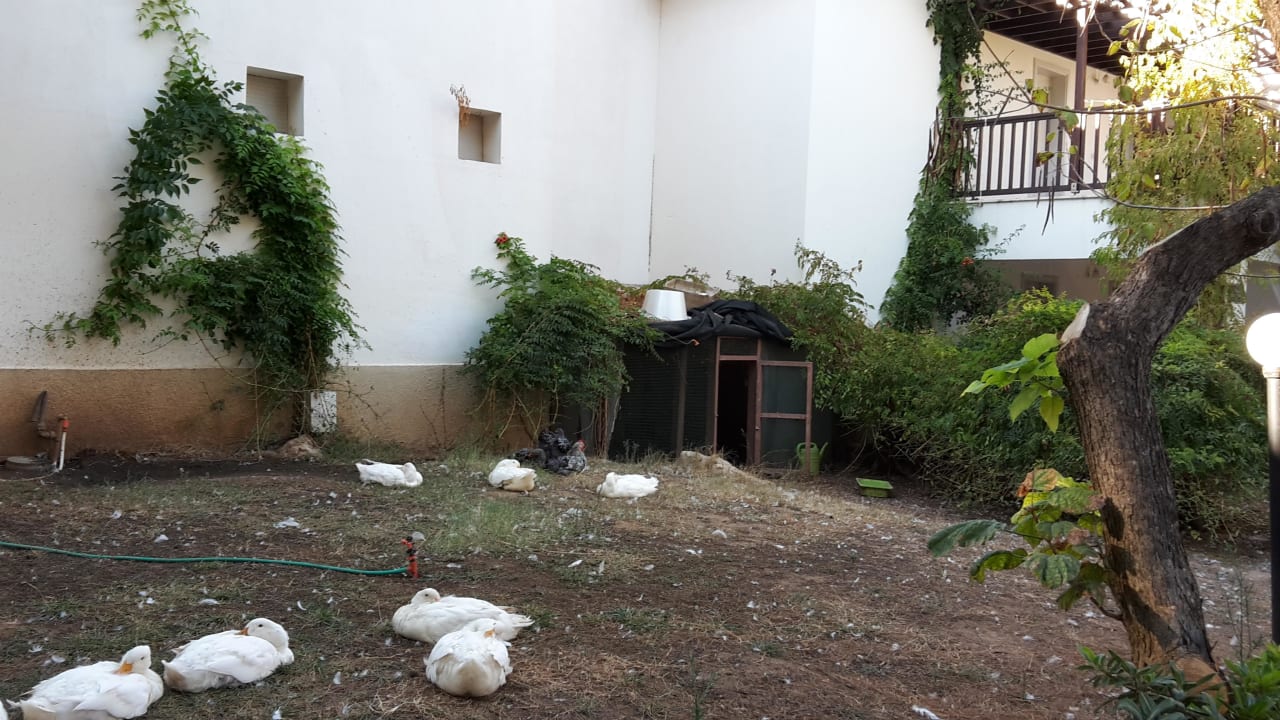 Enten im Hotel  Teos Village