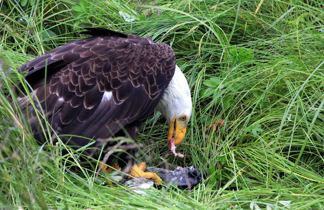 Sport & Freizeit Hotel Knight Inlet Lodge