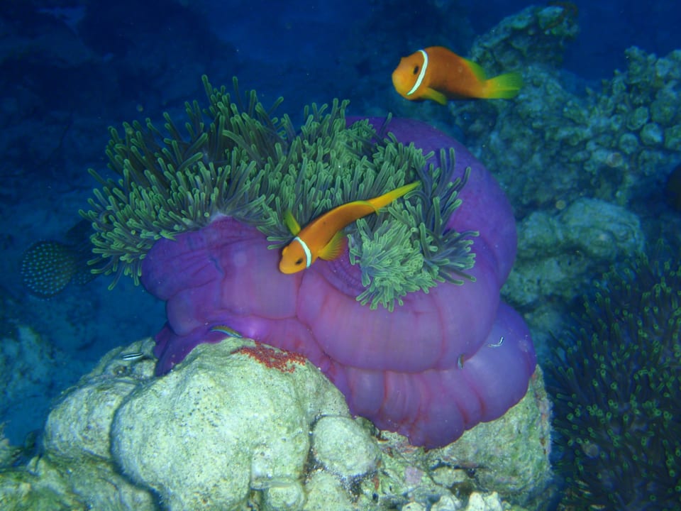 Sport & Freizeit Safari Island Maldives