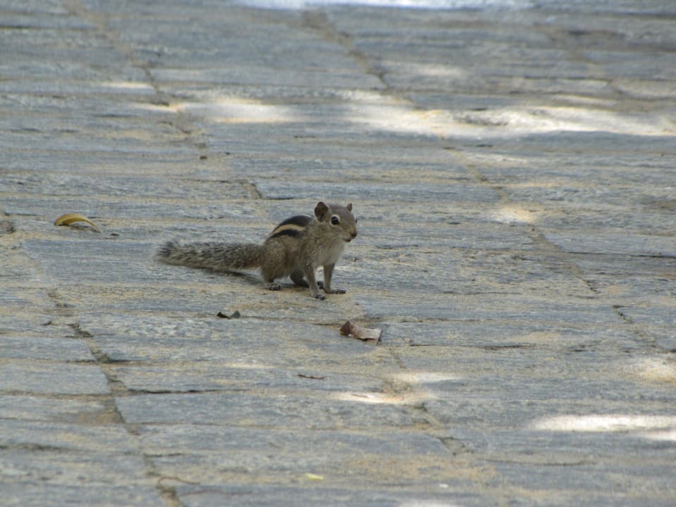 "Mitbewohner" -  zahlreiche Erdhörnchen Hotel Jetwing Beach