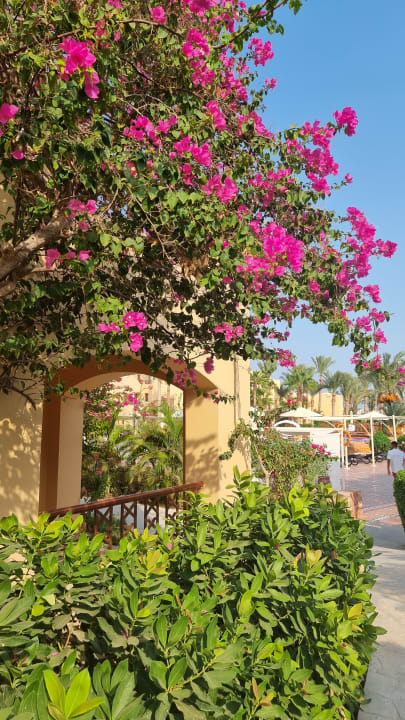 Gartenanlage Steigenberger Coraya Beach - Adults only