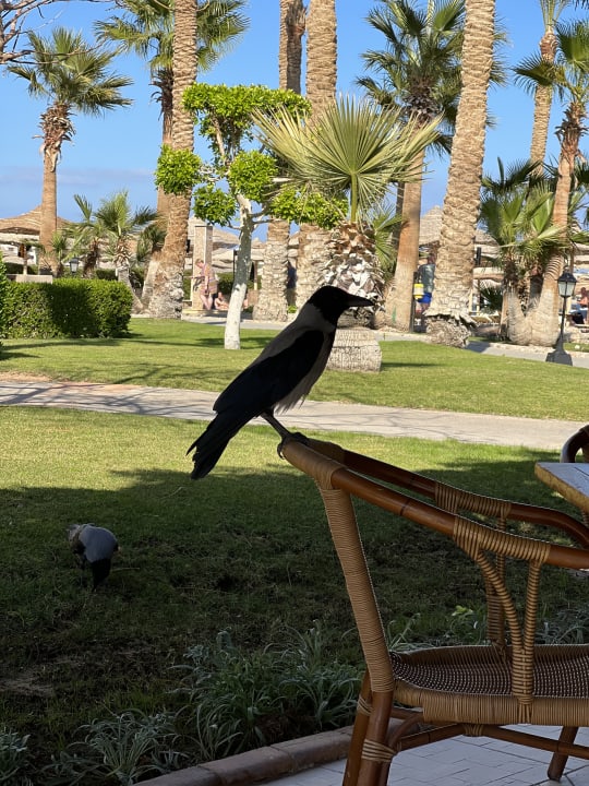 Strand Jaz Makadi Oasis Resort