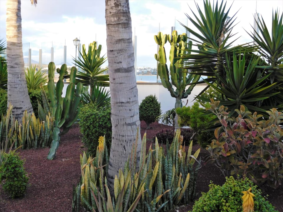 Gartenanlage Hotel Las Costas