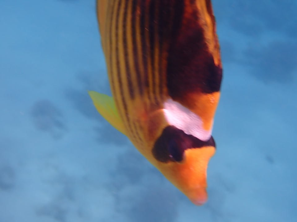 Strand Makadi Spa - Adults only