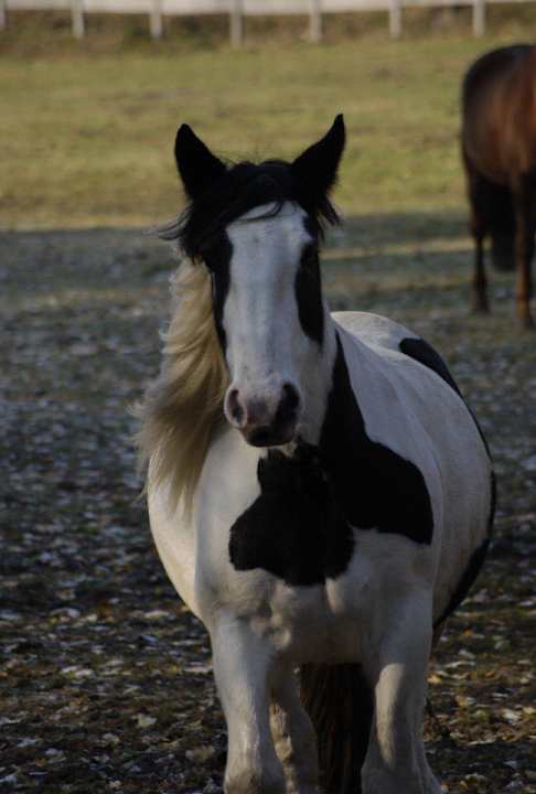 Konie Tematyczny Ośrodek Sportowo-Rekreacyjny Dwór Zawiszy