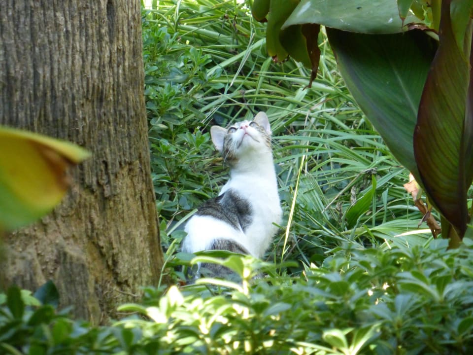 Eine der Hotelkatzen Sunrise Queen Luxury Hotel