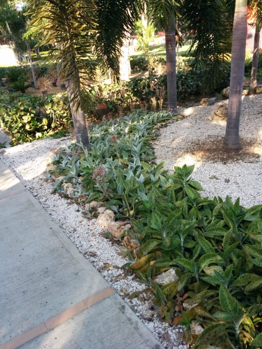 Garten Decameron Baru